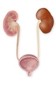 Ribs 8 thru 12, located at the bottom of the rib cage are called false ribs because they do not directly connect to the sternum from their own costal cartilages. Kidney Pain Causes Treatment When To Call The Doctor