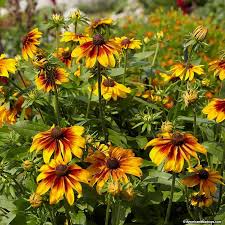 Black Eyed Susan American Meadows Black Eyed Susan Deer Resistant Perennials American Meadows
