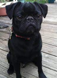 Are there any animal shelters in cleveland ohio? Ohio Dogs Puppies For Adoption Home Facebook
