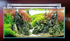 Showroom Tank 60x40x35cm Aquaeden Aquascaping Natureaquarium Ruialves Montagemaquaeden Freshwater Aquatic Acuario Acuarios Tortugas Diseno De Acuario