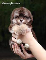 We are a small, home based breeder in royal oak, michigan. Havahug Havanese Puppies Havahug Havanese Puppies Of Michigan