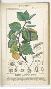 Bouleau A Feuilles De Marceau Dictionnaire Des Sciences Naturelles Partie 2 Par Plusieurs Professeurs Botanique Illustration Botanique Planche Botanique