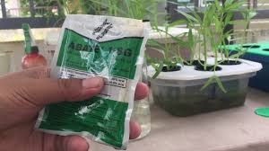 Cegah Jentik Jentik Dalam Bekas Hidroponik Hobi Hidroponik Youtube