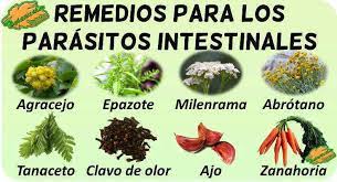 Plantas Medicinales Para Las Lombrices Intestinales Botanical Online