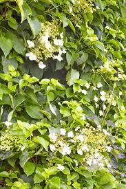 Check spelling or type a new query. Info On Climbing Hydrangeas Growing Climbing Hydrangeas And Their Care