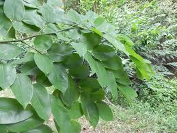 Image result for Pterocarpus indicus