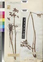 Image result for Cyperus derreilema