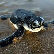 La Creacion De Nuestro Padre Los Animales Gudelia Santana Animalesbebebonitos Canvas Pin Blog 2020 Bebek Kaplumbagalar Sevimli Hayvan Yavrulari Hayvanlar