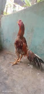 Ayam laga yang bagus harus memiliki mental dan juga tubuh yang berbobot dan ideal serta akan lebih baik jika ayam selalu agresif. 9mr8ebgmaqo4em