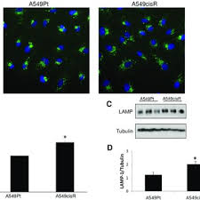 In their absence the following might result: Pdf Modulating Lysosomal Function Through Lysosome Membrane Permeabilization Or Autophagy Suppression Restores Sensitivity To Cisplatin In Refractory Non Small Cell Lung Cancer Cells