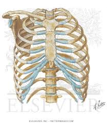 The back end is wide and open. Thoracic Wall Thoracic Cage Skeleton