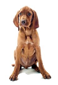 Maybe you would like to learn more about one of these? Manheim Pike Veterinary Hospital Leola Veterinary Hospital