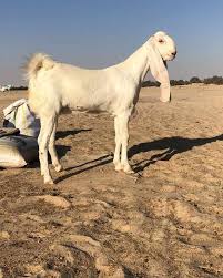 للبيع جفره العمر ٥ شهور. Ù„Ù„Ø¨ÙŠØ¹ Ø¬ÙØ±Ù‡ Ù…Ø·ÙˆØ±Ù‡ ÙØ§Ø§Ø®Ø± Ø§Ù„Ø¹Ù…Ø± 6 Ø³ÙˆÙ‚ Ø£ØºÙ†Ø§Ù… Ø§Ù„Ø³Ø¹ÙˆØ¯ÙŠØ© Facebook