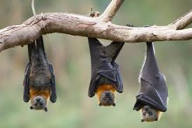 It is illegal to keep native bats as pets in the usa. Coronavirus Why Stalls Selling Barbecued Bat Are Dubbed The Pathogen Cafes World News Sky News