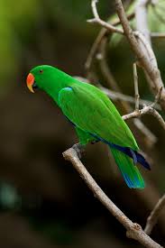 Image result for parrot