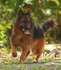 Check spelling or type a new query. Ruskin House Of Shepherds Akc Registered German Shepherd Breeders In Florida
