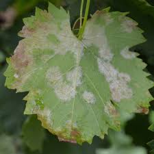Image result for peronospora grapevine