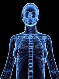 Upper torso anatomy / four abdominal quadrants and nine abdominal regions anatomy and physiology. Female Upper Body Anatomy Human Anatomy Computer Artwork Stock Photo 160169278