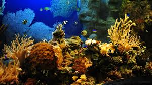 Desktop Hd Fish Aquarium Animated Wallpapers Free Download Fish Wallpaper Aquarium Live Wallpaper Desktop Aquarium