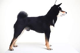 The shiba inu (柴犬, japanese: Japanese Shiba Inu Hunde Informationen Zu Den Rassen Omlet