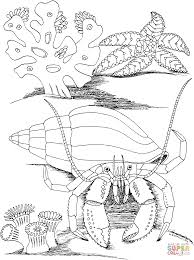 Hermit Crab Silhouette Google Search Fish Coloring Page Coloring Pages Animal Coloring Pages