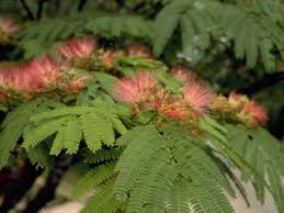 The trees are notorious for fluffy strings of seeds that get carried great distances in the breeze. Texas Invasives