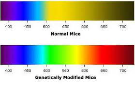 Gene Modified Mice See New Colors