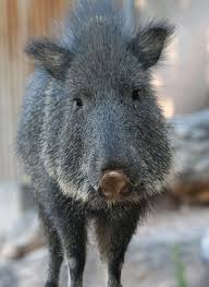 This Is A Peccary And In Fourth Grade It Was My Favorite Animal I Think Its Some Sort Of Wart Hog Look At Dat Face Can Animals Types Of Warts Warts
