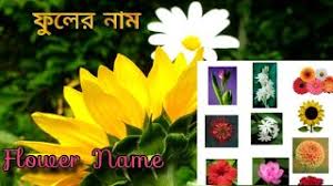 Rose, golap, ফুল নাম, mallika, bok ful, joba ful, hasnahena, ফুলের নাম. Best Of Flower Name Bangla To English Free Watch Download Todaypk