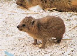 The Catsized Hyrax Is The Closest Living Relative To The Elephant Hooved Animal Baby Animals Cute Animals