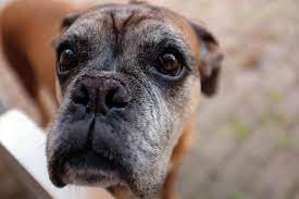 Atrophy And Your Aging Dog Mcintyre Rehabilitation