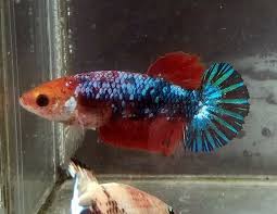 Pin On Betta Fish