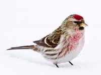 Check spelling or type a new query. Birds Of The World Old World Finches Fringillidae