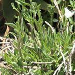 Image result for Kleinia longiflora