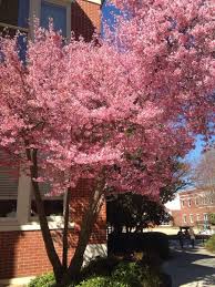 A classic tree + dazzling good looks why northern red oak trees? Flowering Apricot Prunus Mume Prunus Mume Is An Asian Tree Species Classified In The Armeniaca Section Of The Gen Planting Flowers Spring Plants Prunus Mume