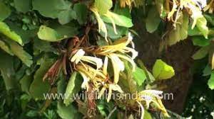 Kalekaya chettu kalim chettu video created by kanchi7 telugu video background music you tube audio library use permission thank you very much. Kanaka Champa Or Pterospermum Acerifolium Tree Leaves Used As Dinner Plates Youtube