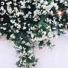 Check spelling or type a new query. Ø²Ù‡Ø±Ø© Ø§Ù„ÙŠØ§Ø³Ù…ÙŠÙ† Namyh99 Profile Pinterest
