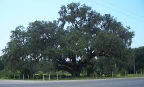 What's the best way cover tree roots above ground? Quercus Virginiana Wikipedia