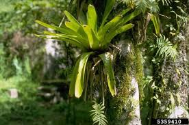 Maybe you would like to learn more about one of these? Rainforests Natureworks