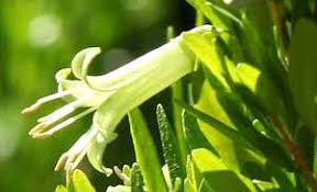 Fizz has a new fresh lemon taste! Watershed Approach Designer Plant Picks Pacific Horticulture