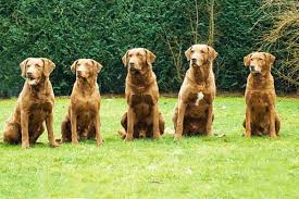 They can be destructive when bored. Chesapeake Bay Retriever Zucht In Suddeutschland
