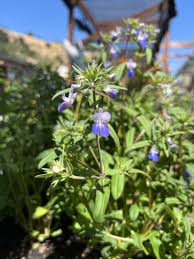 Image result for Craibia grandiflora