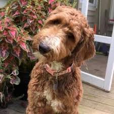 Puppies and dogs in indiana. Labradoodle Puppies Service Dogs For Sale In Indiana Meadow Park Labradoodles