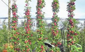 Damit obstbäume prächtig wachsen, sollte man schon beim kauf und vor allem beim pflanzen einige tipps. Obstbaume Pflanzen Und Fruchte Geniessen Region Ch Medien