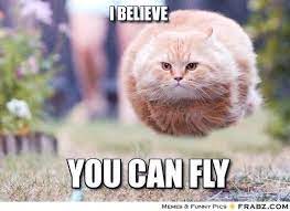 Encouraging Cat Meme Hover Cat Crazy Cats Funny Cat Pictures