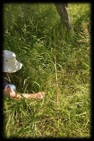 Image result for Schmidtia pappophoroides