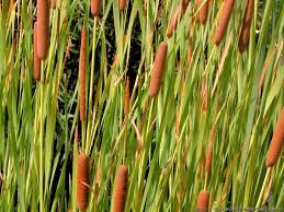 Image result for Typhaceae