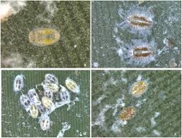 Image result for Isaria sp.