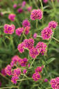 Truffula™ Pink - Globe Amaranth - Gomphrena pulchella | Proven Winners