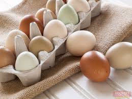 We know that vegans don't consume eggs, but what about eggs from backyard chickens? Farm Eggs Vs Store Bought Eggs News From The Coop